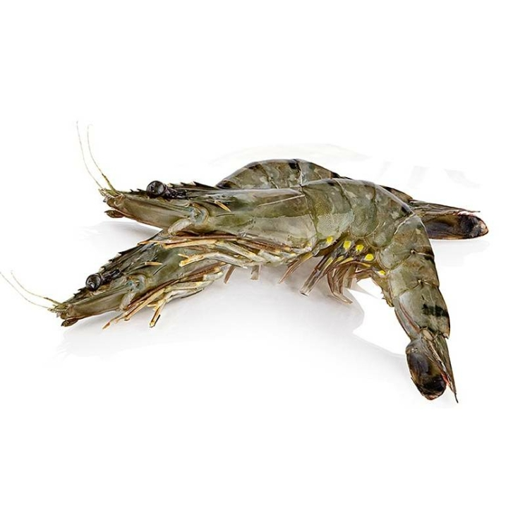 Black Tiger Garnelenmit Kopf, mit Schale ca. 13-15 Stück, Gourmaitre, 1 kg