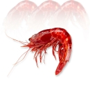 Tiefseegarnele Carabiniero