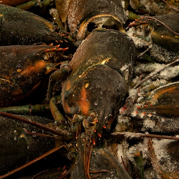 Ganze Hummerk&ouml;pfe
					Kanadischer Hummer, HPL, 11,34 kg
				