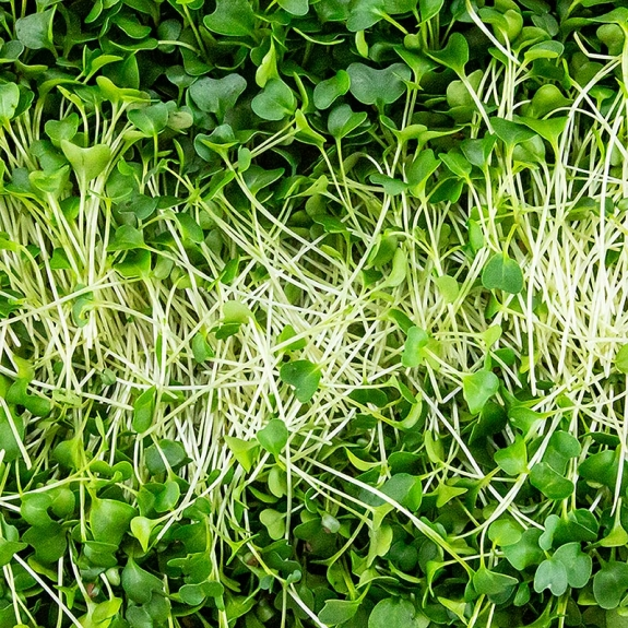 Gr&uuml;nkohl Microgreens
					ganz junge Bl&auml;tter / Keimlinge, vollgepackt, 75 g
				