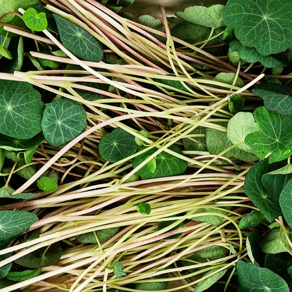 Kapuzinerkresse Microgreens
					ganz junge Bl&auml;tter / Keimlinge, vollgepackt, 50 g
				