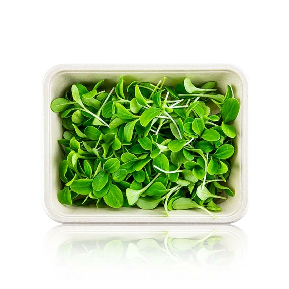 Borretsch "Gurkenkraut" Microgreens
					ganz junge Bl&auml;tter / Keimlinge, vollgepackt, 50 g
				