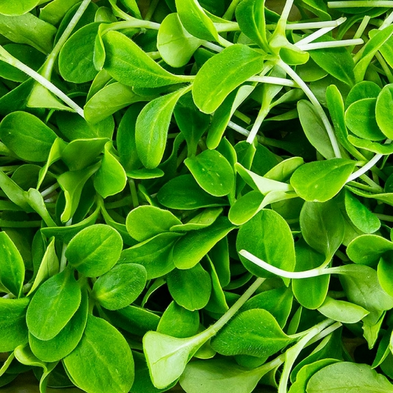 Borretsch "Gurkenkraut" Microgreens
					ganz junge Bl&auml;tter / Keimlinge, vollgepackt, 50 g
				