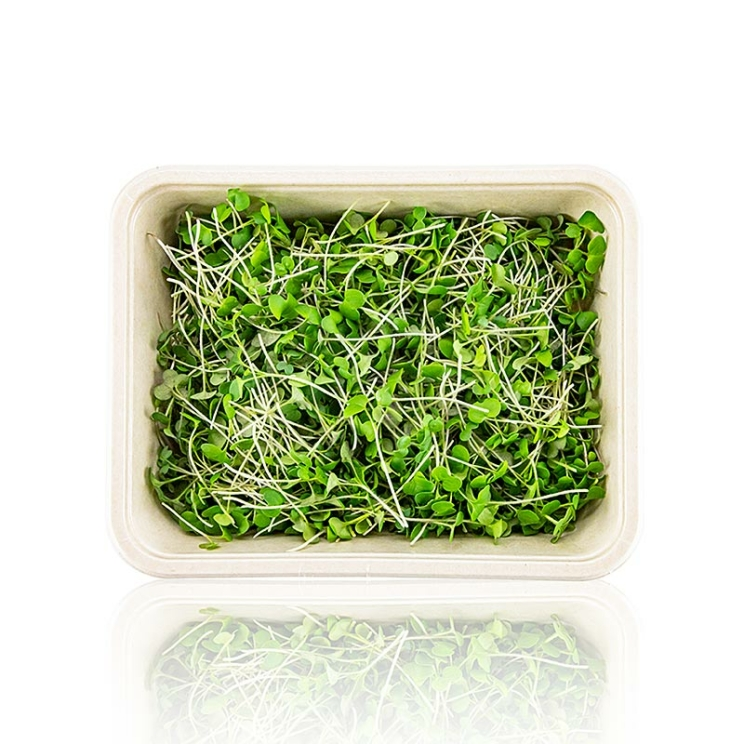 Senf Microgreens ganz junge Blätter / Keimlinge, vollgepackt, 75 g