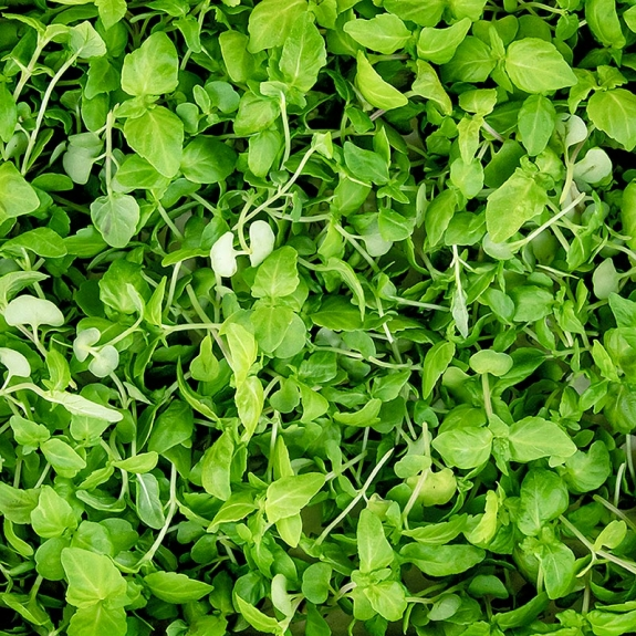 Shiso Microgreens
					ganz junge Bl&auml;tter / Sprossen, vollgepackt, 25 g
				