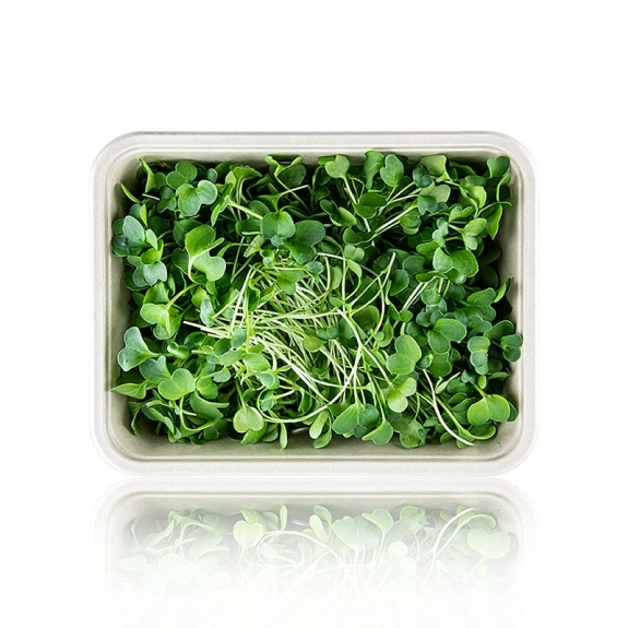 Rettich Microgreens
					ganz junge Bl&auml;tter / Keimlinge, vollgepackt, 100 g
				