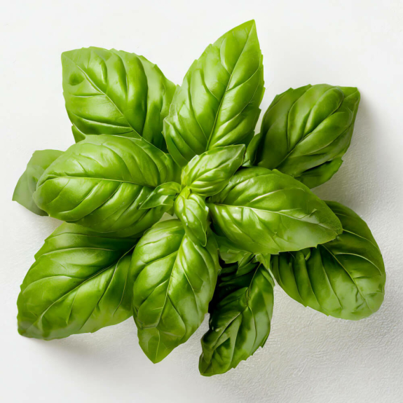 Basilikum&ouml;l
					Raps&ouml;l, 500 ml
				