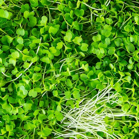 Brokkoli Microgreens
					ganz junge Bl&auml;tter / Keimlinge, vollgepackt, 75 g
				