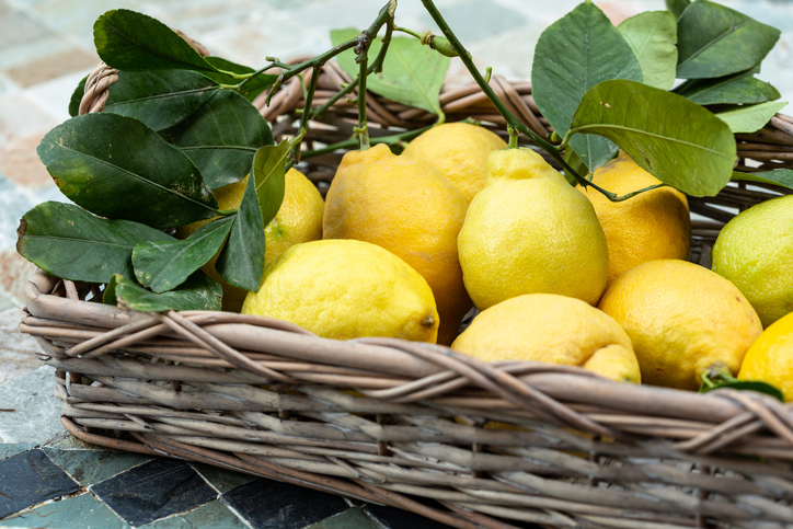 Organic lemons in basket from the Amalfi coast (Italy)
