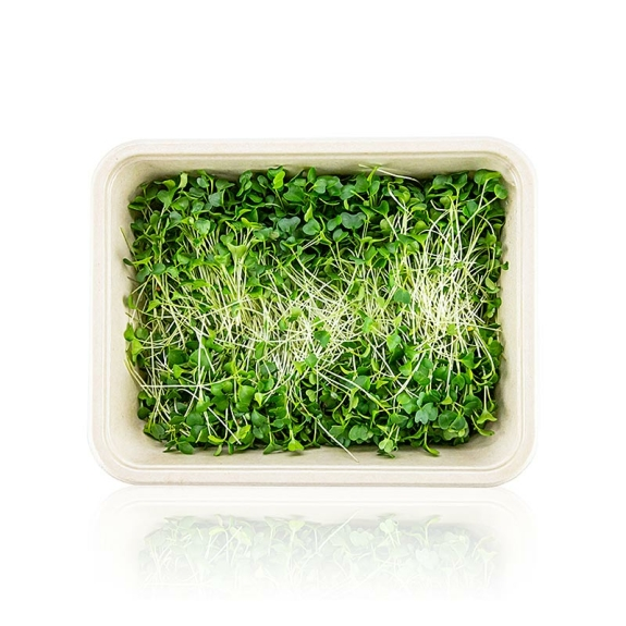 Gr&uuml;nkohl Microgreens
					ganz junge Bl&auml;tter / Keimlinge, vollgepackt, 75 g
				