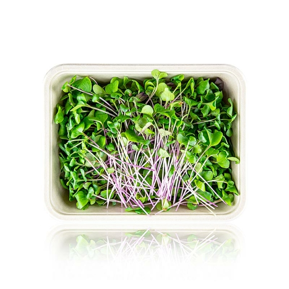 Radieschen Gr&uuml;n Microgreens
					ganz junge Bl&auml;tter / Keimlinge, vollgepackt, 100 g
				
