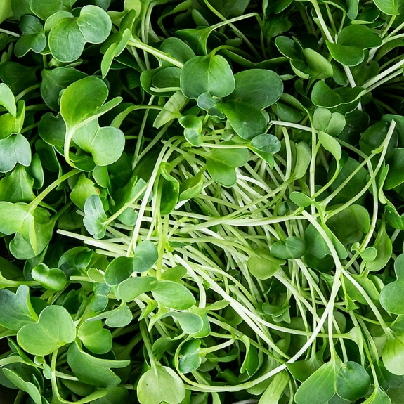 Rettich Microgreens
					ganz junge Bl&auml;tter / Keimlinge, vollgepackt, 100 g
				