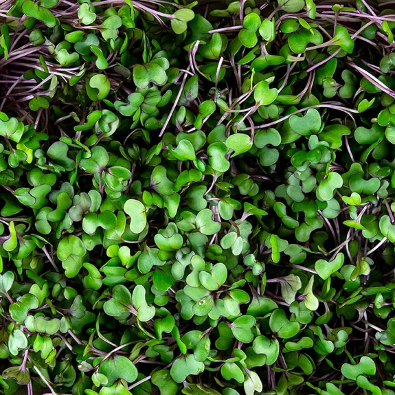 Rotkohl Microgreens
					ganz junge Bl&auml;tter / Keimlinge, vollgepackt, 75 g
				