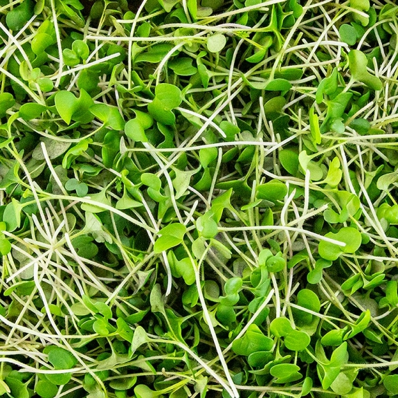 Senf Microgreens
					ganz junge Bl&auml;tter / Keimlinge, vollgepackt, 75 g
				