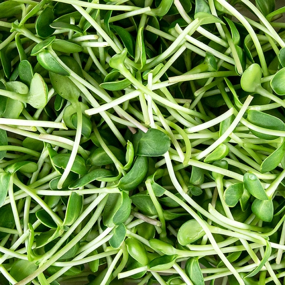 Sonnenblume Microgreens
					ganz junge Bl&auml;tter / Keimlinge, vollgepackt, 100 g
				